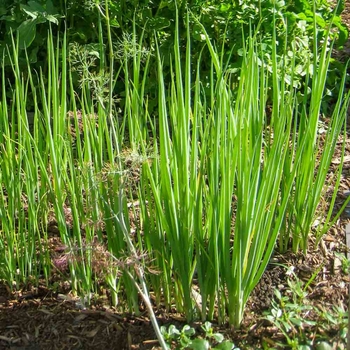 Allium fistulolsum 'Summer Island' 