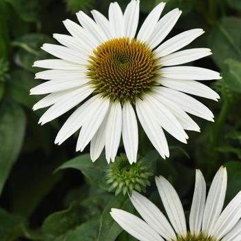 Echinacea purpurea 'Balsompocwi' PPAF