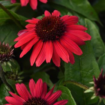 Echinacea purpurea Sombrero Poco™ 'Red'