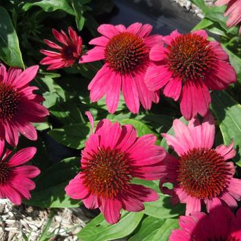 Echinacea purpurea Sombrero Poco™ 'Hot Pink'