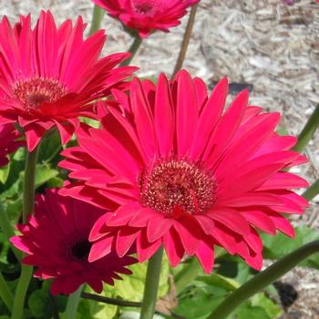 Gerbera 'Sweet Sparkle' 