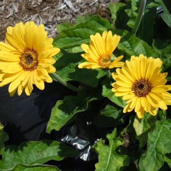 Gerbera Garvinea® 'Sweet Vibe'