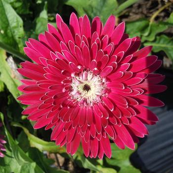 Gerbera Garvinea® 'Majestic Burgundy'