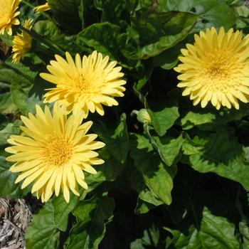 Gerbera 'Majestic Yellow' PPAF