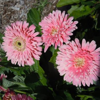 Gerbera 'Majestic Light Pink' PPAF