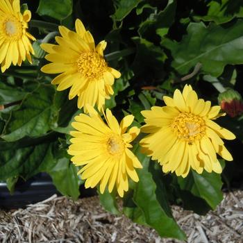 Gerbera 'Cheeky Yellow' 