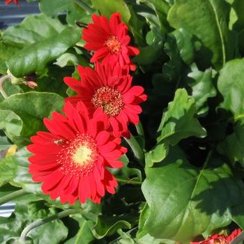 Gerbera Garvinea® 'Cheeky Red'