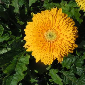 Gerbera jamesonii 'Patio Glorious Yellow' 