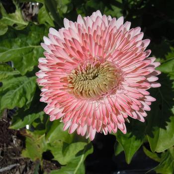 Gerbera jamesonii 'Patio Glorious Light Pink'