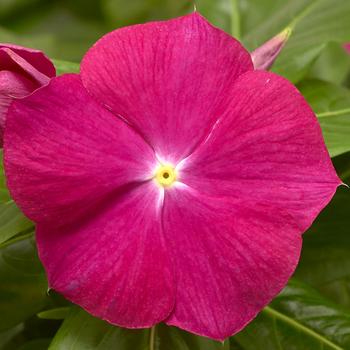 Catharanthus roseus Cora® XDR Cranberry