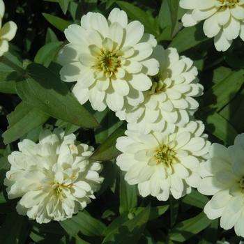 Zinnia marylandica Zydeco™ White