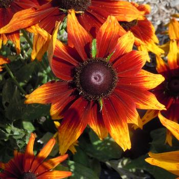 Echibeckia Summerina® 'Sunbeat'