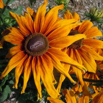 Echibeckia Summerina® 'Sunchaser'