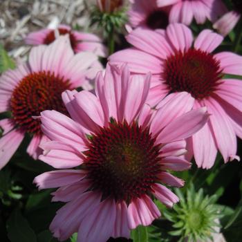 Echinacea purpurea 'Vintage Lavender' 