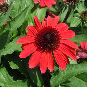 Echinacea purpurea SunMagic 'Vintage Ruby'