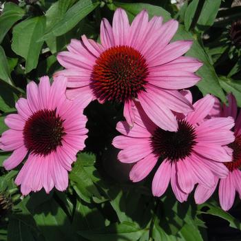 Echinacea purpurea SunMagic 'Vintage Fuchsia'