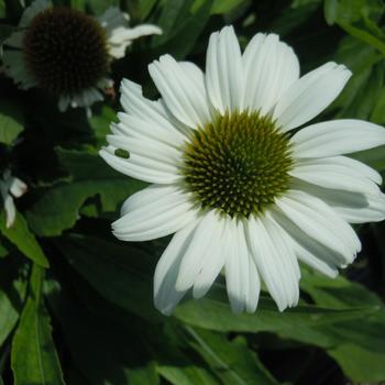 Echinacea purpurea SunMagic 'Vintage White'