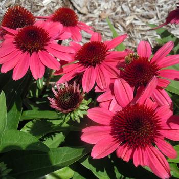 Echinacea purpurea SunMagic 'Vintage Pink'