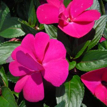 Impatiens hawkeri Magnifico 'Hot Pink'