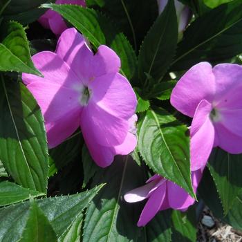 Impatiens hawkeri Magnifico 'Lavender'