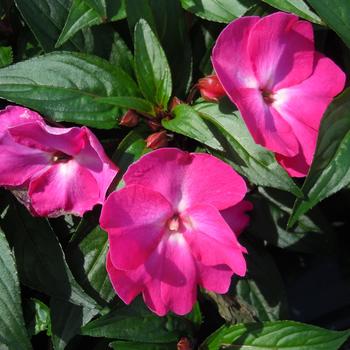 Impatiens hawkeri Magnifico 'Neon Rose'