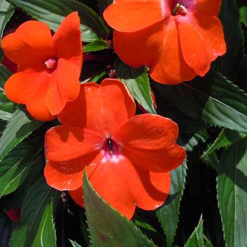 Impatiens hawkeri 'Orange' 