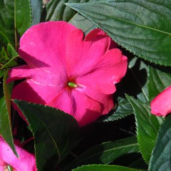 Impatiens hawkeri Magnifico 'Purple'