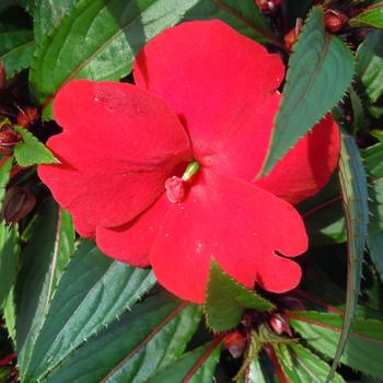 Impatiens hawkeri 'Red' 