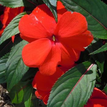 Impatiens hawkeri Magnifico 'Scarlet'