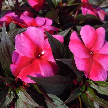 Impatiens hawkeri Magnifico 'Star Magenta'