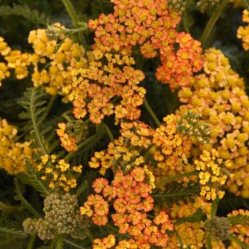 Achillea millefolium Milly Rock™ Yellow Terracotta