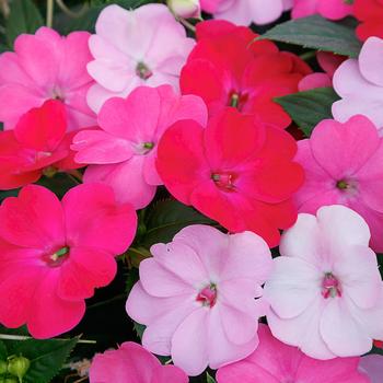 Impatiens SunPatiens® Happy Days Mix