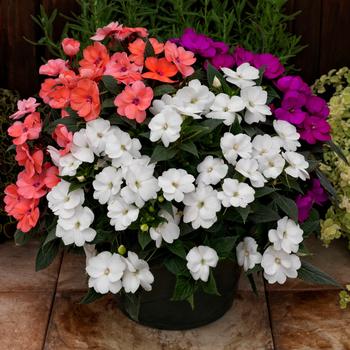 Impatiens 