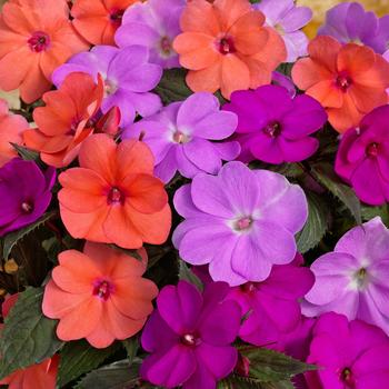 Impatiens 