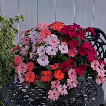 Impatiens SunPatiens® Lovebird Improved Mix