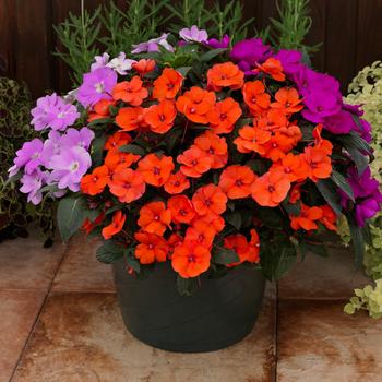 Impatiens SunPatiens® Tropical Punch Mix