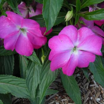 Impatiens hawkeri Harmony® 'Colorfall™ Fuchsia'