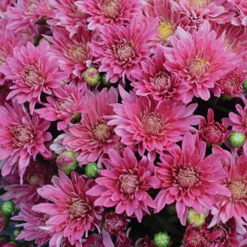 Chrysanthemum x morifolium 'Stellar Pink' 