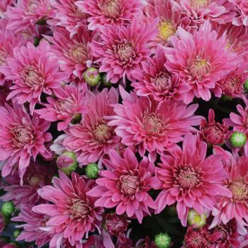 Chrysanthemum x morifolium 'Stellar Pink'