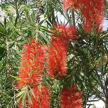 Callistemon acuminatus