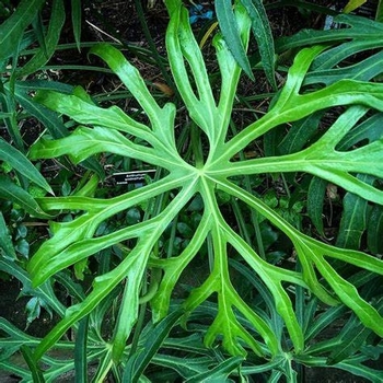 Anthurium podophyllum