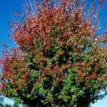 Acer rubrum 'Florida Flame' 