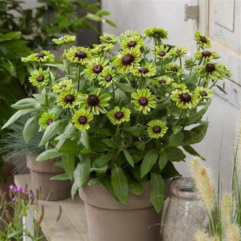 Rudbeckia hirta 'Sun' PPAF
