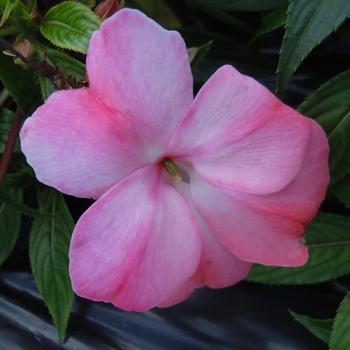 Impatiens hawkeri 'Colorfall™ Light Coral' 