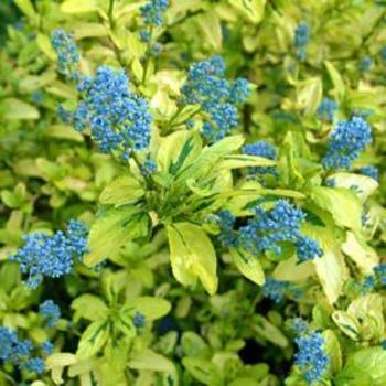 Ceanothus thyrsiflorus 'Pershore Zanzibar' 