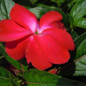 Impatiens hawkeri 'Colorfall™ Neon Red' 