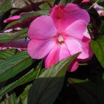 Impatiens hawkeri Harmony® 'Colorfall™ Passion'