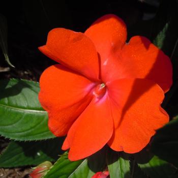 Impatiens hawkeri Harmony® 'Colorfall™ Orange'