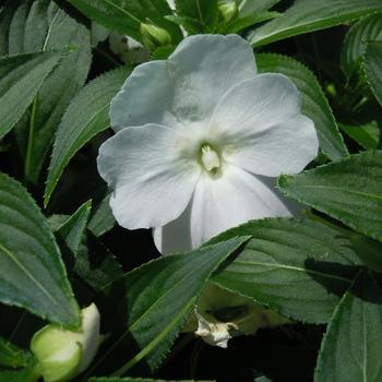 Impatiens hawkeri Harmony® 'Colorfall™ White'