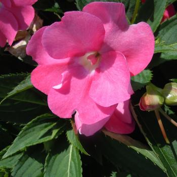 Impatiens SunPatiens® Pretty Pink